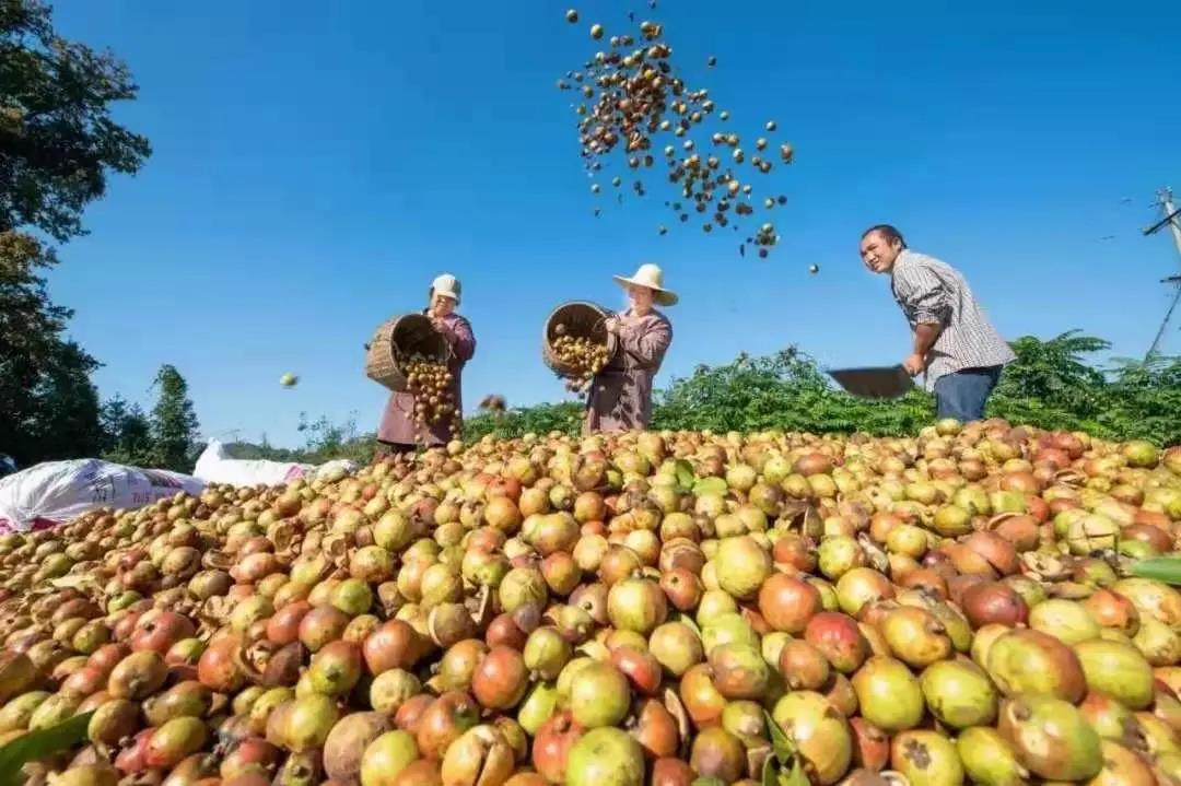 油茶.jpg