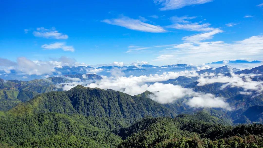 广西山清水秀生态美，自然资源禀赋优势突出，为国家储备林建设打下了良好基础。（韦国安 摄）