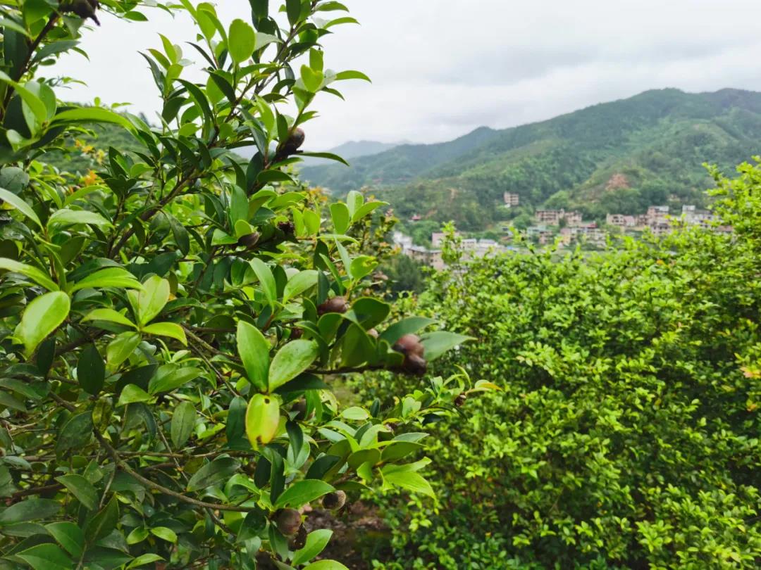 兴国县是"中国油茶之乡",油茶种植历史悠久,现有油茶林面积66.