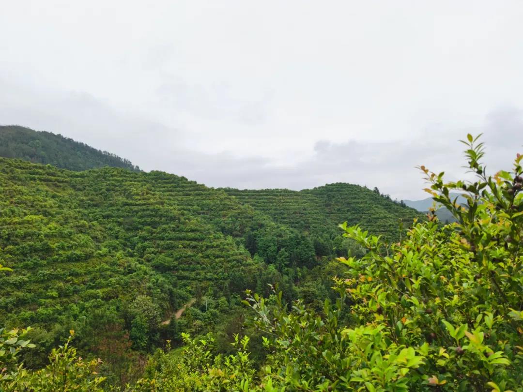 兴国县是"中国油茶之乡",油茶种植历史悠久,现有油茶林面积66.